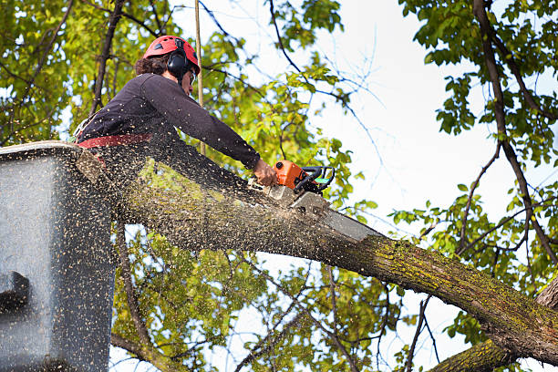 Best Tree Pruning Services  in Sa Loma, CA